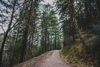 Pedestrian walkway amidst trees in forest