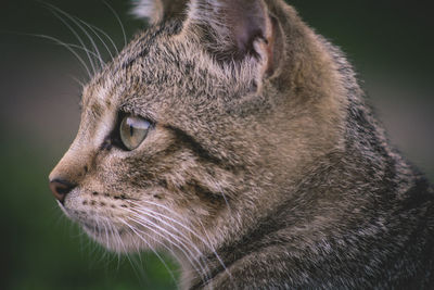 Close-up of a cat looking away