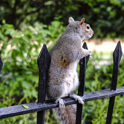 Side view of squirrel on fence