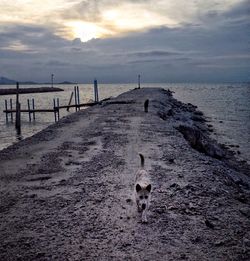View of dog on beach against sky