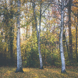 Trees in forest during autumn