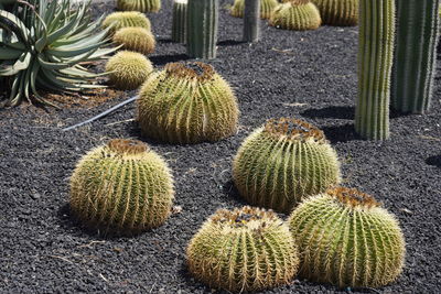 High angle view of cactus growing outdoors