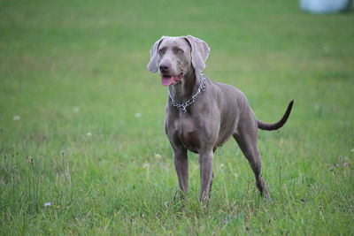 Portrait of a dog on field