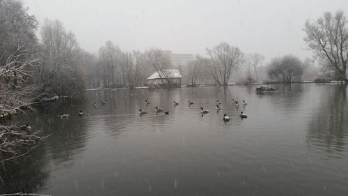 Bird flying over calm lake
