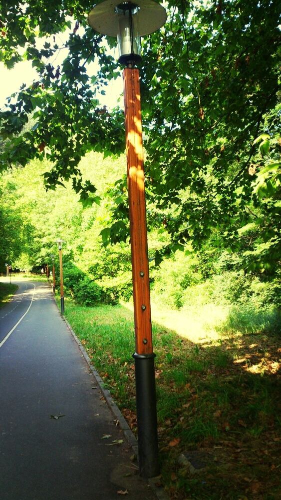 tree, the way forward, road, transportation, growth, tranquility, diminishing perspective, sky, vanishing point, nature, street light, tranquil scene, no people, green color, empty, day, pole, outdoors, footpath, tree trunk