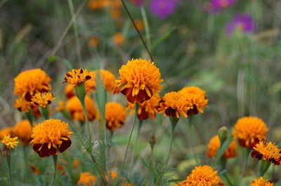 Close-up of yellow flowering plants on field