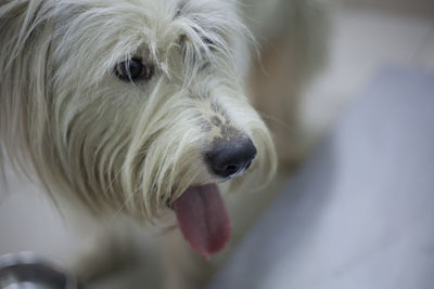 Portrait of a large white dog with long hair. terrier at the reception of a veterinarian.