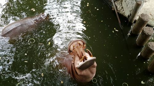 Reflection of woman in water