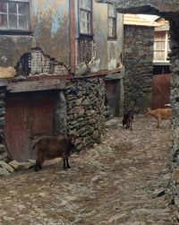 Cat in front of building