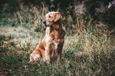 Dog looking away on field