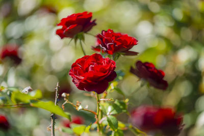 Close-up of red rose on plant