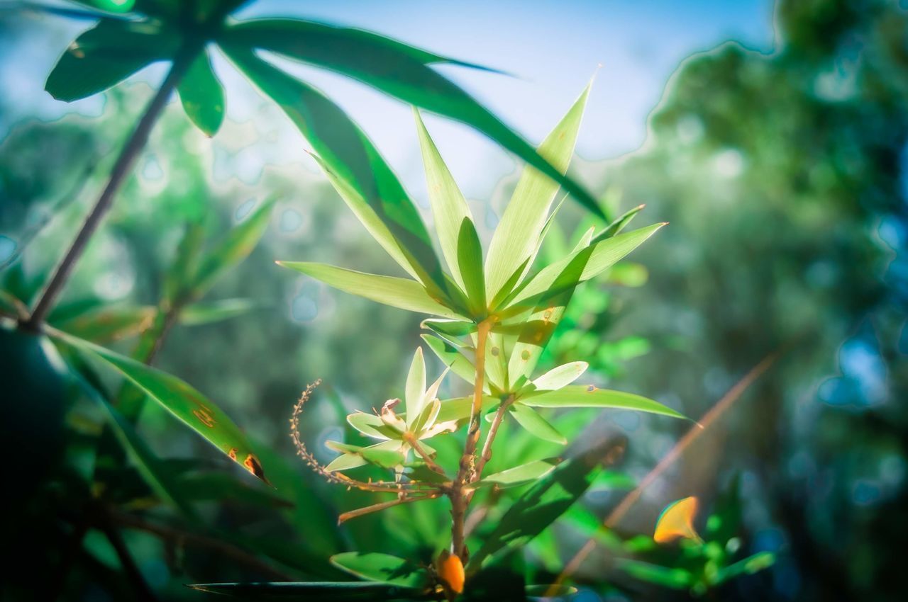 CLOSE-UP OF FRESH GREEN PLANT