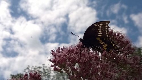 Low angle view of butterfly pollinating on flowers