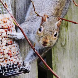 Close-up portrait of lizard in cage