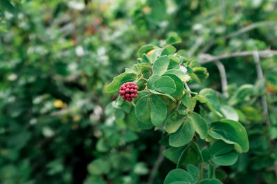 Close-up of strawberry growing on plant