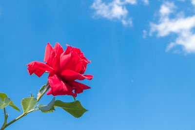 Low angle view of red flowering plant against blue sky