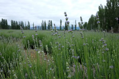 Plants growing on field against sky