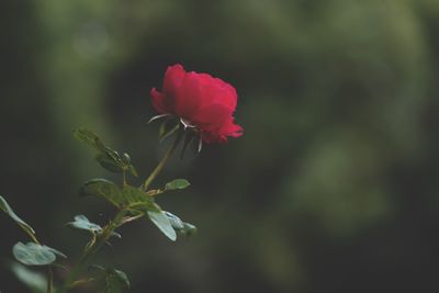 Close-up of pink rose