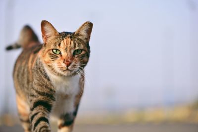 Portrait of cat outdoors