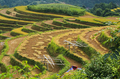 High angle view of agricultural field