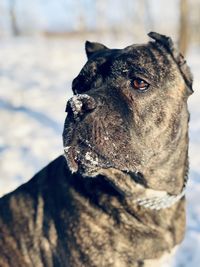 Close-up of dog looking away