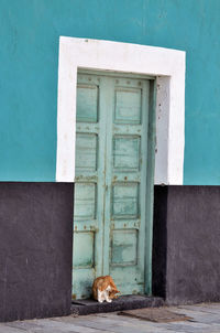 View of a cat with closed window