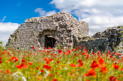 Red flowers against built structure