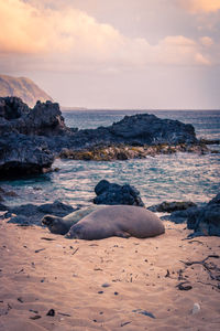 Scenic view of sea against sky during sunset