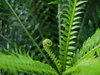 Close-up of caterpillar on plant