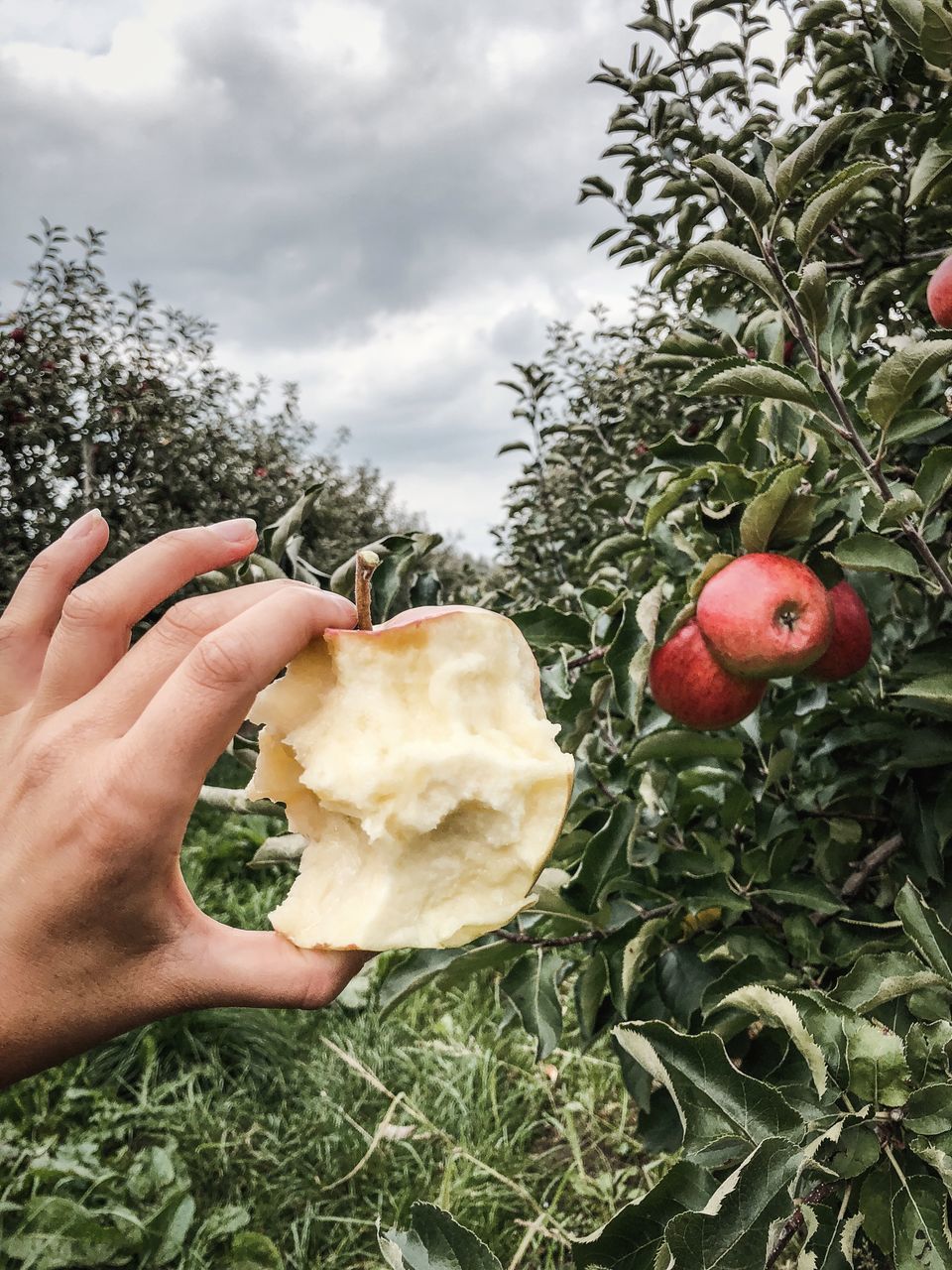 CLOSE-UP OF HAND HOLDING APPLES