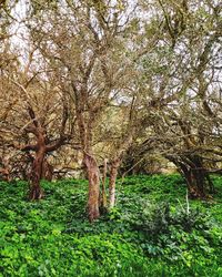 Trees in field