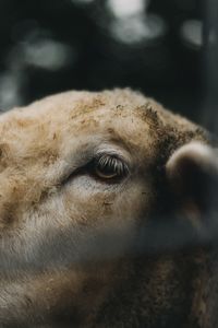 Close-up of sheep