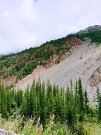 Scenic view of pine trees against sky