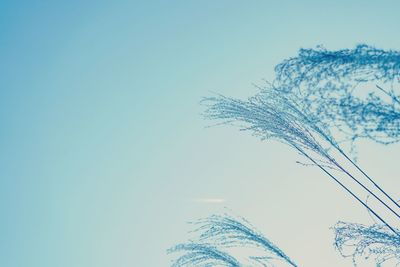 Low angle view of tree against clear blue sky