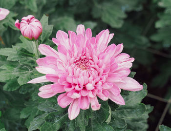 Close-up of pink flower