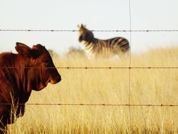 Horse grazing on field against sky