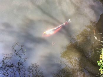 Close-up of koi fish in water