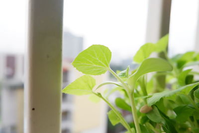 Close-up of fresh green leaves on white window