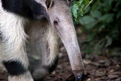 Close-up of a horse on field