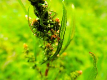 Close-up of plant