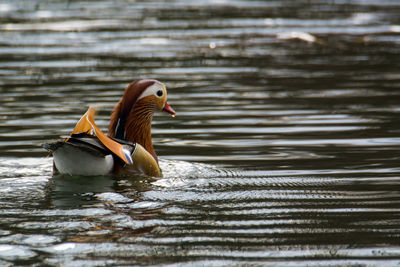 Duck swimming in lake