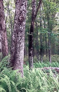 Trees in forest