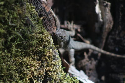 Close-up of lizard on tree trunk