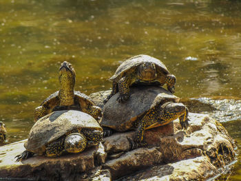 View of turtle on rock by lake