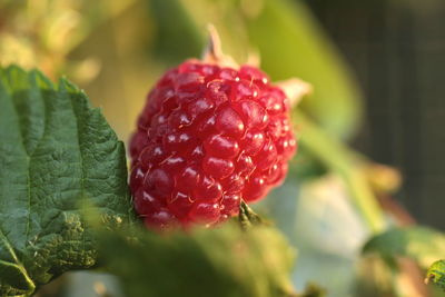 Close-up of strawberry on plant