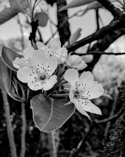 Close-up of flowers blooming on tree