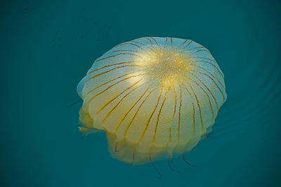 Close-up of jellyfish swimming in sea