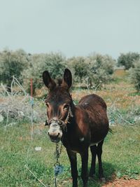 Portrait of a donkey on field