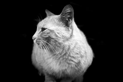 Close-up of cat against black background