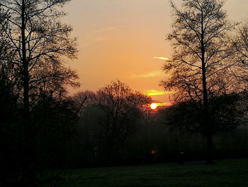 Silhouette of trees at sunset